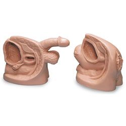 Life/form® Male & Female Catheter Model Set