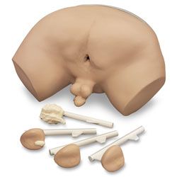 Life/form® Prostate Examination Simulator