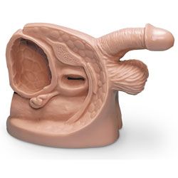 Life/form® Male Catheter Model