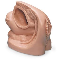 Life/form® Female Catheter Model